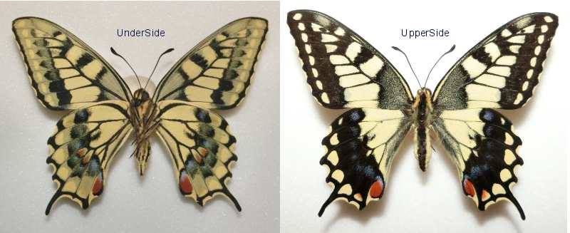 Papilio machaon (Aberration, Poland 2) (Internet Image property of respective owner, non-commercial use only)